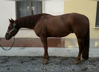 American Quarter Horse, Wallach, 10 Jahre, 147 cm, Rotfuchs
