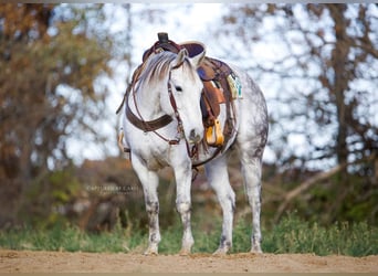 American Quarter Horse, Wallach, 10 Jahre, 147 cm, Schimmel