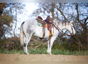 American Quarter Horse, Wallach, 10 Jahre, 147 cm, Schimmel