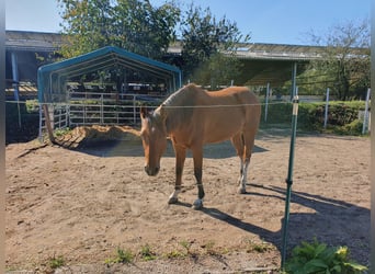 American Quarter Horse, Wallach, 10 Jahre, 148 cm