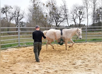 American Quarter Horse, Wallach, 10 Jahre, 149 cm