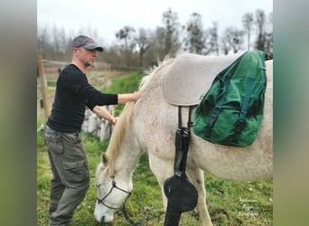American Quarter Horse, Wallach, 10 Jahre, 149 cm