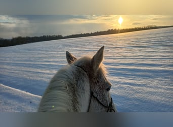 American Quarter Horse, Wallach, 10 Jahre, 149 cm