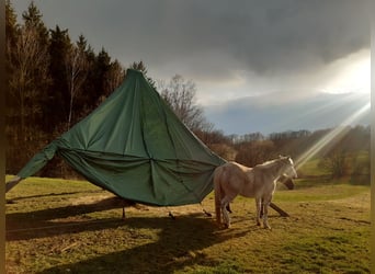 American Quarter Horse, Wallach, 10 Jahre, 149 cm