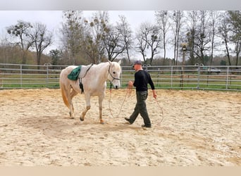 American Quarter Horse, Wallach, 10 Jahre, 149 cm