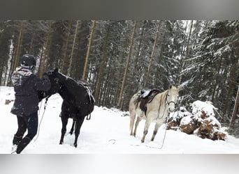 American Quarter Horse, Wallach, 10 Jahre, 149 cm
