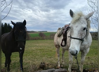 American Quarter Horse, Wallach, 10 Jahre, 149 cm