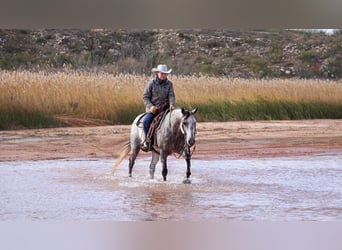 American Quarter Horse, Wallach, 10 Jahre, 150 cm, Apfelschimmel