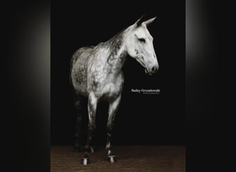 American Quarter Horse, Wallach, 10 Jahre, 150 cm, Apfelschimmel