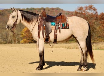 American Quarter Horse, Wallach, 10 Jahre, 150 cm, Buckskin