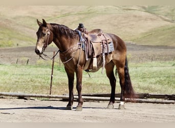 American Quarter Horse, Wallach, 10 Jahre, 150 cm, Buckskin