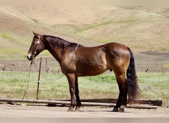 American Quarter Horse, Wallach, 10 Jahre, 150 cm, Buckskin