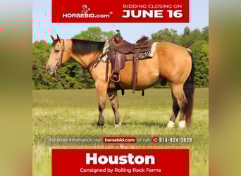 American Quarter Horse, Wallach, 10 Jahre, 150 cm, Buckskin