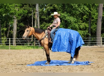 American Quarter Horse, Wallach, 10 Jahre, 150 cm, Buckskin