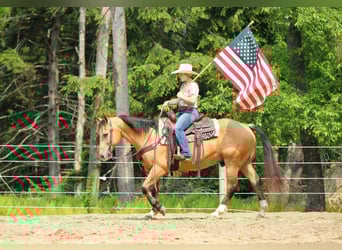American Quarter Horse, Wallach, 10 Jahre, 150 cm, Buckskin