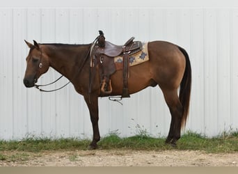 American Quarter Horse, Wallach, 10 Jahre, 150 cm, Buckskin