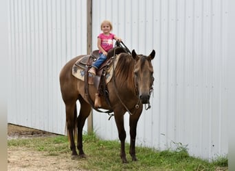 American Quarter Horse, Wallach, 10 Jahre, 150 cm, Buckskin