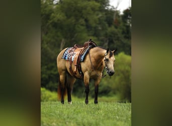 American Quarter Horse, Wallach, 10 Jahre, 150 cm, Buckskin