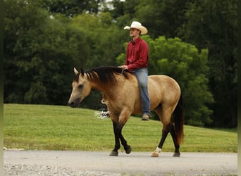 American Quarter Horse, Wallach, 10 Jahre, 150 cm, Buckskin