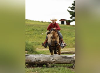 American Quarter Horse, Wallach, 10 Jahre, 150 cm, Buckskin