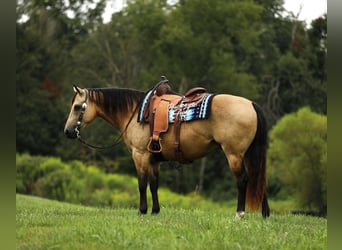 American Quarter Horse, Wallach, 10 Jahre, 150 cm, Buckskin