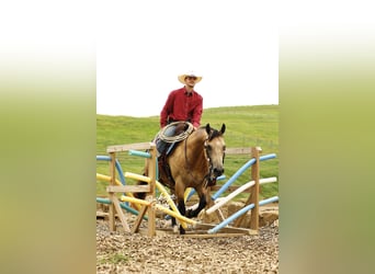 American Quarter Horse, Wallach, 10 Jahre, 150 cm, Buckskin