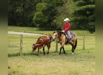 American Quarter Horse, Wallach, 10 Jahre, 150 cm, Buckskin