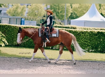 American Quarter Horse, Wallach, 10 Jahre, 150 cm, Fuchs