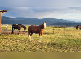 American Quarter Horse, Wallach, 10 Jahre, 150 cm, Fuchs