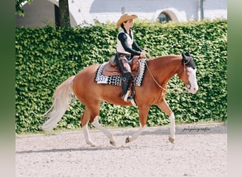 American Quarter Horse, Wallach, 10 Jahre, 150 cm, Fuchs