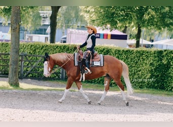American Quarter Horse, Wallach, 10 Jahre, 150 cm, Fuchs