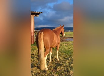 American Quarter Horse, Wallach, 10 Jahre, 150 cm, Fuchs