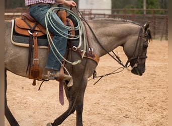 American Quarter Horse, Wallach, 10 Jahre, 150 cm, Grullo