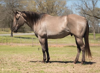 American Quarter Horse, Wallach, 10 Jahre, 150 cm, Grullo