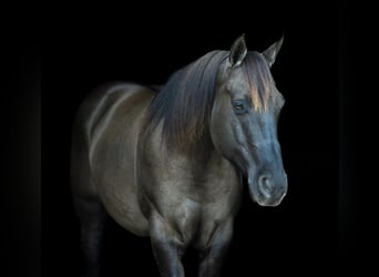 American Quarter Horse, Wallach, 10 Jahre, 150 cm, Grullo