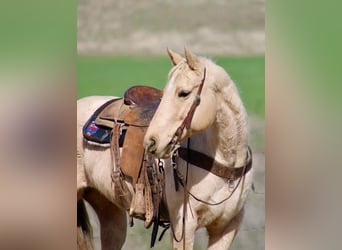 American Quarter Horse, Wallach, 10 Jahre, 150 cm, Palomino