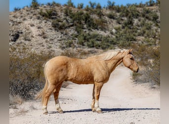 American Quarter Horse, Wallach, 10 Jahre, 150 cm, Palomino