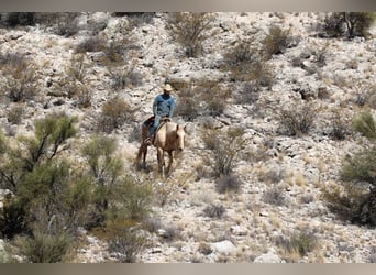 American Quarter Horse, Wallach, 10 Jahre, 150 cm, Palomino