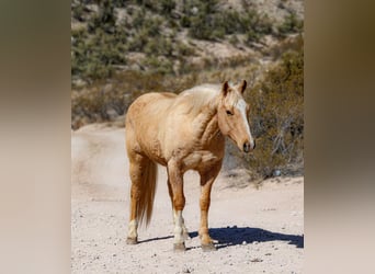 American Quarter Horse, Wallach, 10 Jahre, 150 cm, Palomino