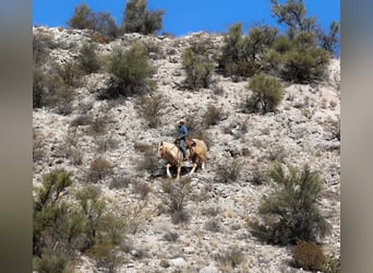 American Quarter Horse, Wallach, 10 Jahre, 150 cm, Palomino