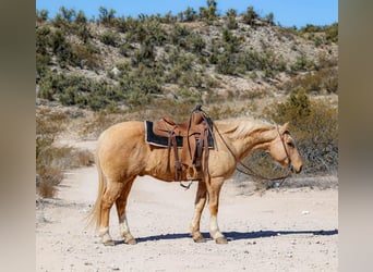 American Quarter Horse, Wallach, 10 Jahre, 150 cm, Palomino