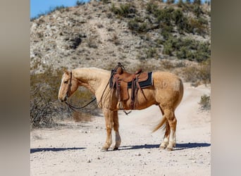 American Quarter Horse, Wallach, 10 Jahre, 150 cm, Palomino