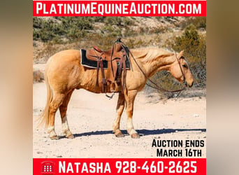 American Quarter Horse, Wallach, 10 Jahre, 150 cm, Palomino