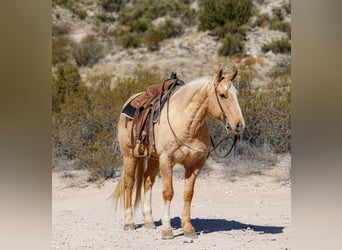 American Quarter Horse, Wallach, 10 Jahre, 150 cm, Palomino