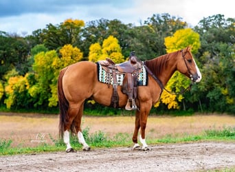 American Quarter Horse, Wallach, 10 Jahre, 150 cm, Red Dun