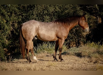 American Quarter Horse, Wallach, 10 Jahre, 150 cm, Roan-Bay