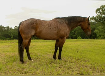 American Quarter Horse, Wallach, 10 Jahre, 150 cm, Roan-Bay