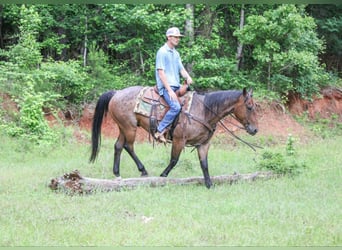 American Quarter Horse, Wallach, 10 Jahre, 150 cm, Roan-Bay