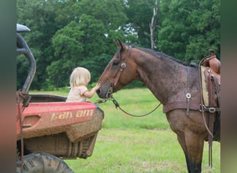 American Quarter Horse, Wallach, 10 Jahre, 150 cm, Roan-Bay