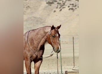 American Quarter Horse, Wallach, 10 Jahre, 150 cm, Roan-Red